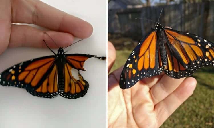 repair-monarch-butterfly-wing